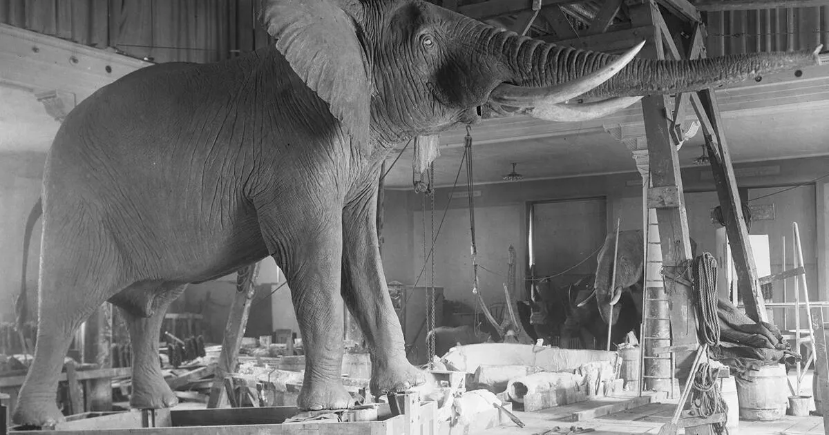 Archives After Dark: Tales of Taxidermy